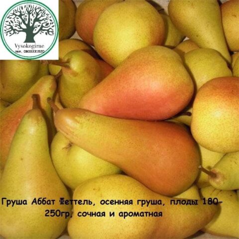 груша Аббат Феттель