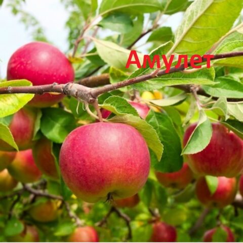 яблуня Амулет
