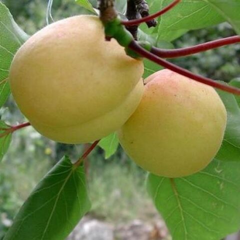 абрикос Шалах(ананасний)