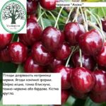 Анонс