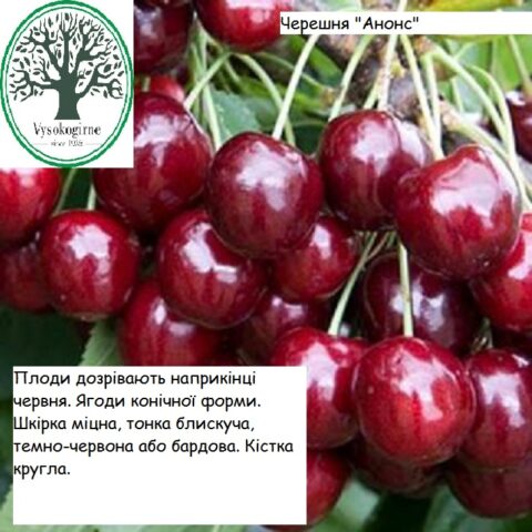 черешня Анонс