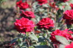 Баркаролла (5)