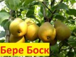 Бере Боск 1