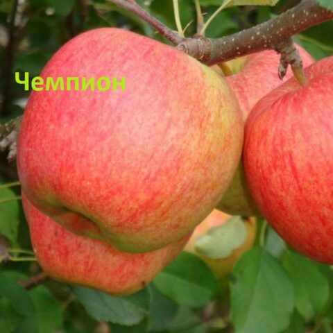 яблуня Чемпіон