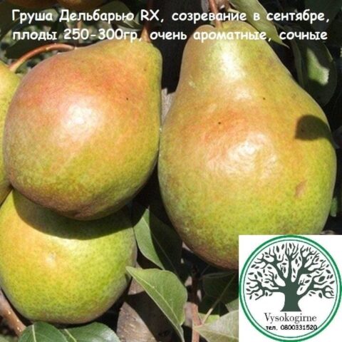 груша Дельбарью RX12/47