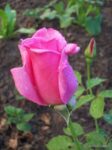 Эйфелева Башня (15)