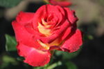 Френдшип (4)