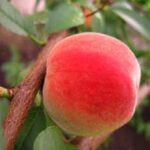 Кубанский (2)