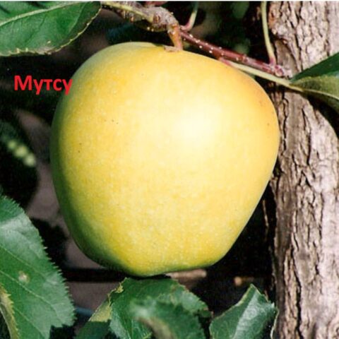 яблуня Мутсу
