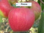 Пинова