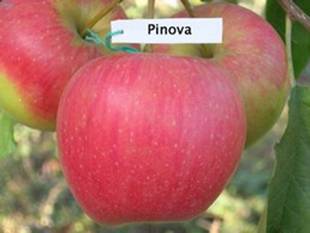 яблуня Пінова