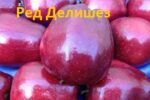 Ред Делишес 3