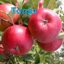 яблуня Топаз