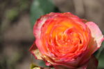 Утопия (1)
