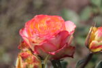 Утопия (3)