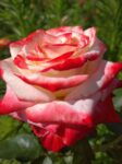 Императрица Фарах (3)