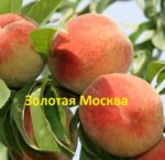 Золотая Москва 3