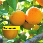 Зоряный