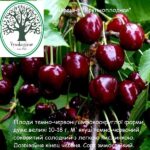черешня Крупноплодная