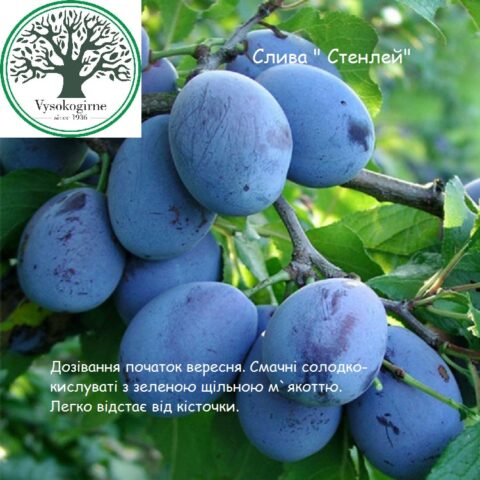 слива Стенлей